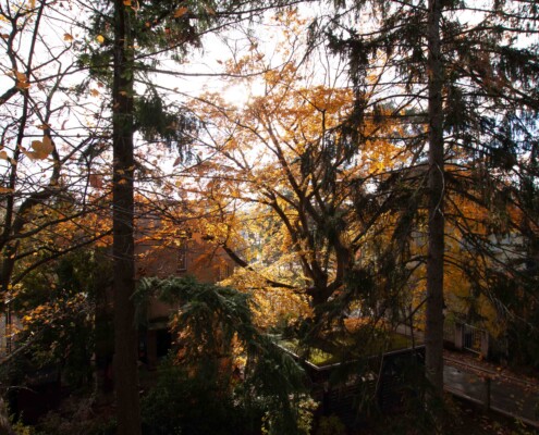 30 EFH Gogolgasse Wien_BlickvomBalkon2